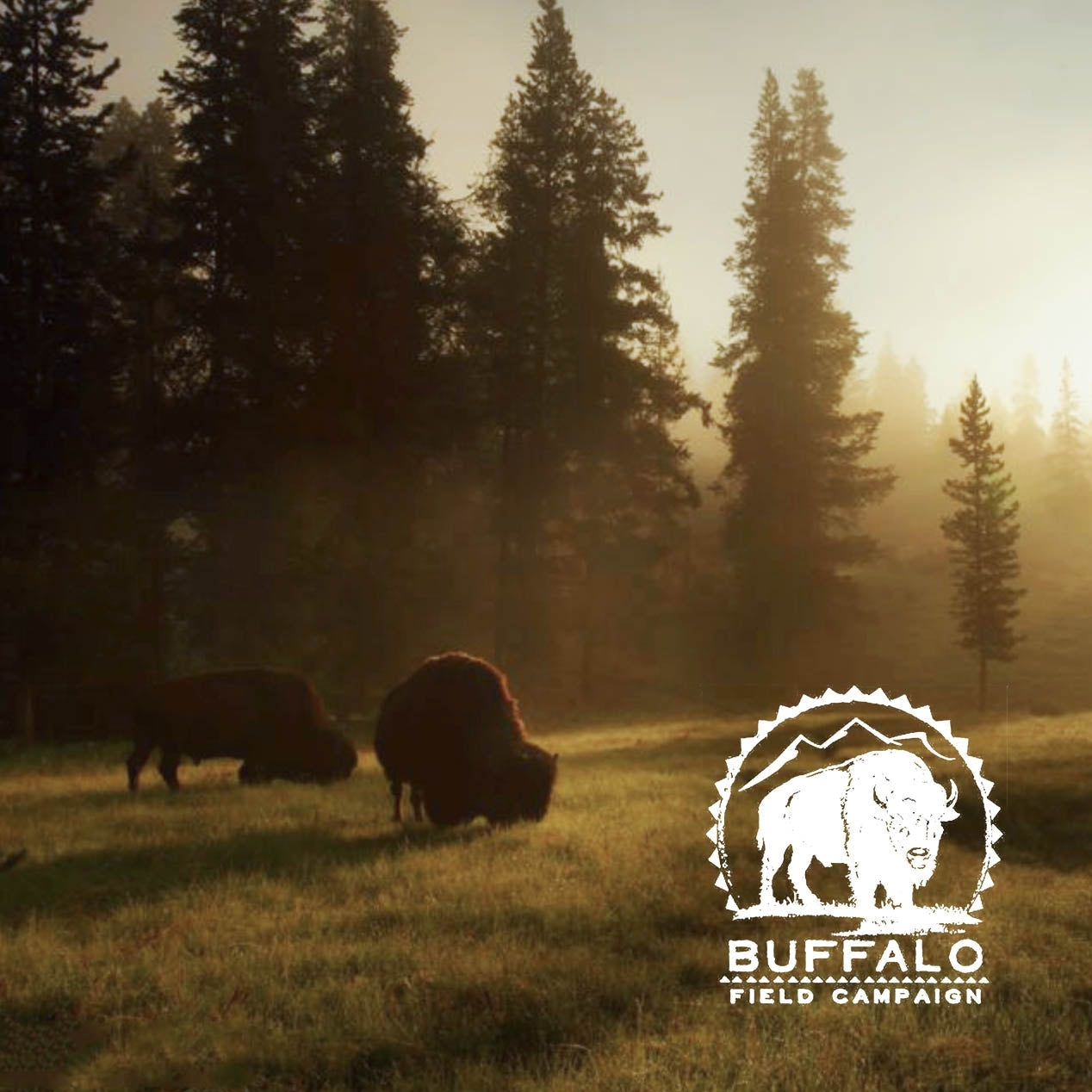 Photograph of 2 buffalos in a forest meadow with trees in the distance and a white Buffalo Field Campaign logo