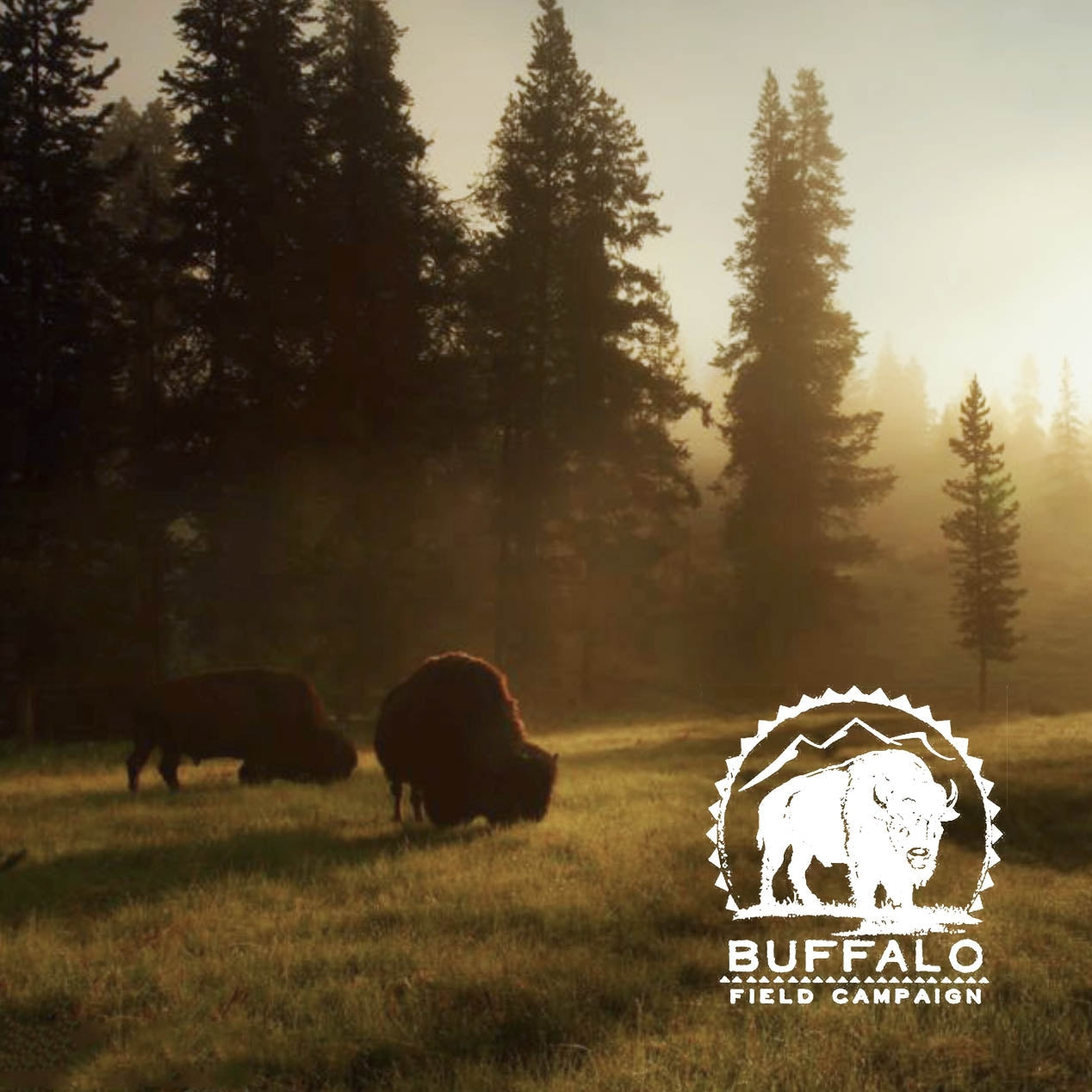 Giving Spotlight: Buffalo Field Campaign